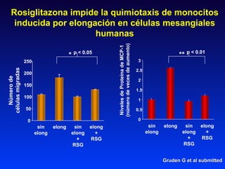 Rosiglitazona impide la quimiotaxis de monocitos inducida por elongación en células mesangiales humanas Niveles de Proteín...