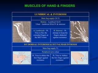 MUSCLES OF HAND & FINGERS  Pt. Tries to Adduct the fore finger against resistance  Pt. Tries to abduct the fore finger against resistance  Peripheral nerve  ulnar Main Seg supply  T1 IST DORSAL INTEROSSI & IST PALMAR INTROSSI B. Interossi  –  Pt. attemps to keep the fingers abducted against resistance  A. Lumbricals  –  Pt. Tries to flex the extended fingers at the MCP Joints  Median –  Lumbical I & II Ulnar – lumbrical III & IV & interossi Main Seg supply  C8 T1 LUMBRICAL & INTEROSSI 