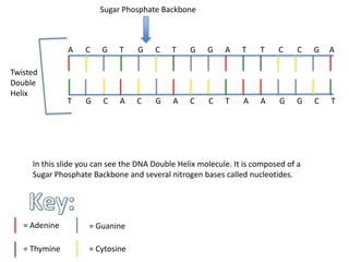 Sugar Phosphate Backbone



               A   C    G    T    G    C    T    G    G    A    T    T    C     C   G   A

Twisted
Double
Helix
               T    G   C    A    C    G    A    C    C    T    A    A     G   G    C   T




     In this slide you can see the DNA Double Helix molecule. It is composed of a
     Sugar Phosphate Backbone and several nitrogen bases called nucleotides.




   = Adenine         = Guanine

   = Thymine         = Cytosine
 