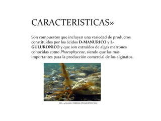 CARACTERISTICAS»
Son compuestos que incluyen una variedad de productos
constituidos por los ácidos D-MANURICO y L-
GULURONICO y que son extraídos de algas marrones
conocidas como Phaeophyceae, siendo que las más
importantes para la producción comercial de los alginatos.




               FIG.-9 ALGAS PARDAS (PHAEOPHYCEAE
 