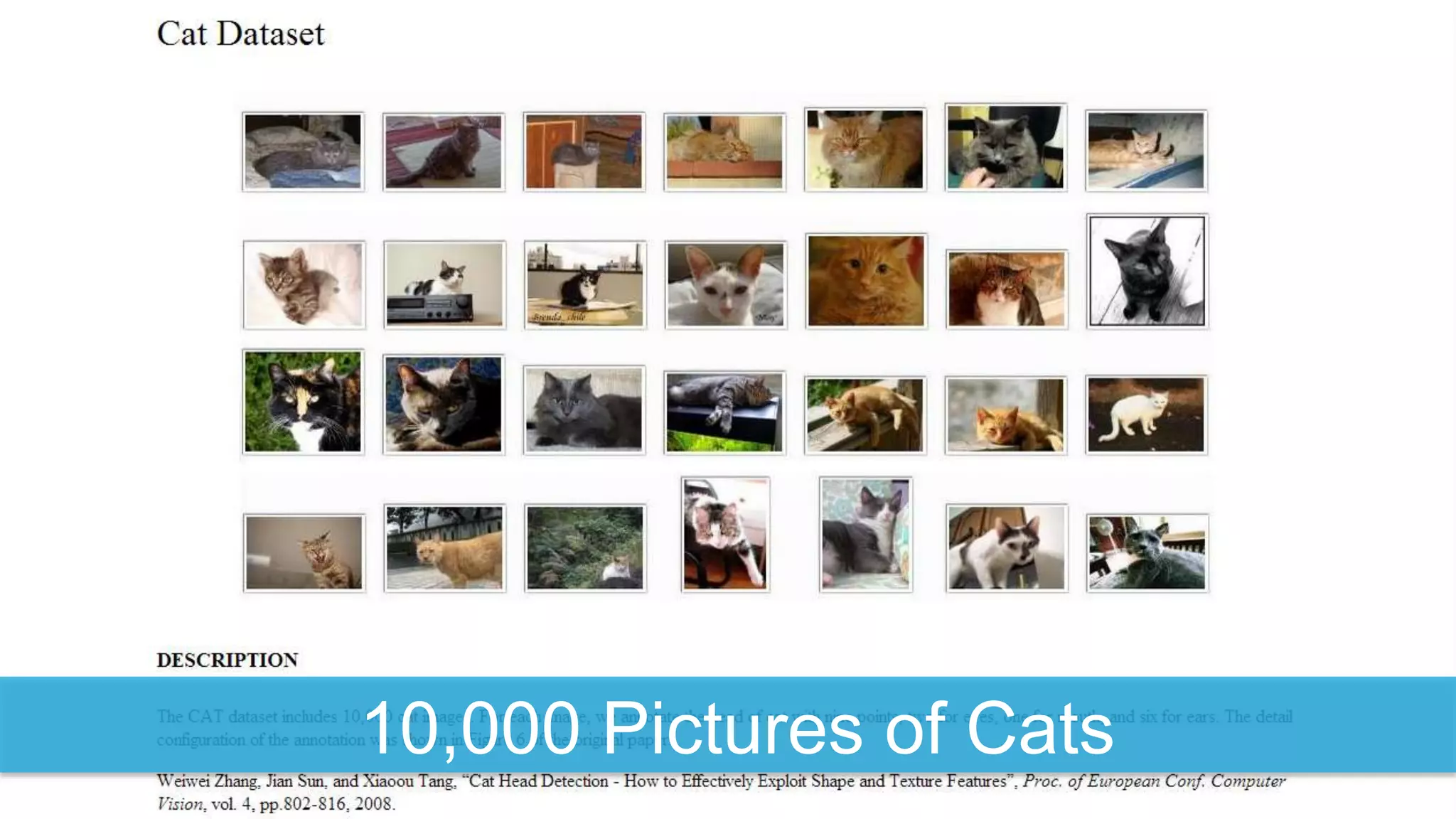 10,000 Pictures of Cats