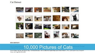 10,000 Pictures of Cats
 