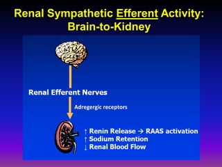 Renal Sympathetic Efferent Activity:
         Brain-to-Kidney




           Adregergic receptors
 