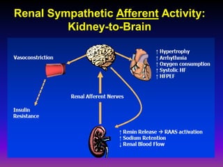 Renal Sympathetic Afferent Activity:
         Kidney-to-Brain
 
