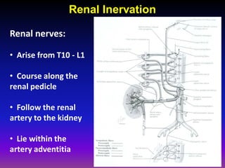 Renal Inervation

Renal nerves:

• Arise from T10 - L1

• Course along the
renal pedicle

• Follow the renal
artery to the kidney

• Lie within the
artery adventitia
 