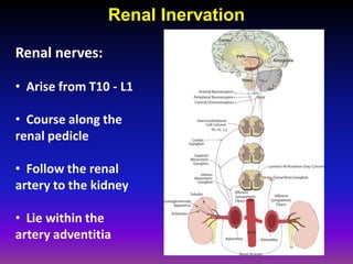 Renal Inervation

Renal nerves:

• Arise from T10 - L1

• Course along the
renal pedicle

• Follow the renal
artery to the kidney

• Lie within the
artery adventitia
 