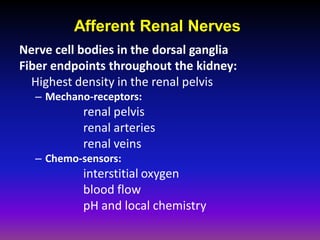 Afferent Renal Nerves
Nerve cell bodies in the dorsal ganglia
Fiber endpoints throughout the kidney:
  Highest density in the renal pelvis
  – Mechano-receptors:
           renal pelvis
           renal arteries
           renal veins
  – Chemo-sensors:
           interstitial oxygen
           blood flow
           pH and local chemistry
 
