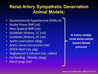 Renal Artery Sympathetic Denervation
               Animal Models:
•   Spontaneously hypertensive (SHR) rat
•   Stroke Prone SHR (rat)
•   New Zealand SHR (rat)
•   Goldblatt 1Kidney, 1C (rat)
                                                     In every model,
•   Goldblatt 2Kidney, 2C (rat)
                                                    renal denervation
•   Aortic coarctation (dog)
                                                      lowers blood
•   Aortic nerve transection (rat)                       pressure
•   DOCA-NaCl (rat, pig)
•   Angiotensin II infusion (rat, rabbit)
•   Fat feeding - Obesity (dog)
•   Renal wrap (rat)

                                            DiBona et al. Physiol Rev. 1997;77:175-197
 