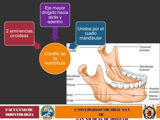 UNIVERSIDAD MICHOACANA 
DE 
SAN NICOLÁS DE HIDALGO 
FACULTAD DE 
ODONTOLOGÍA 
 