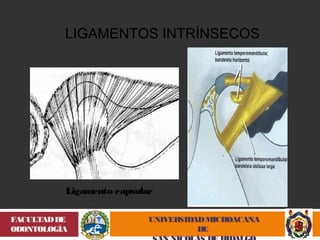 LIGAMENTOS INTRÍNSECOS 
Ligamento capsular 
UNIVERSIDAD MICHOACANA 
DE 
SAN NICOLÁS DE HIDALGO 
FACULTAD DE 
ODONTOLOGÍA 
 