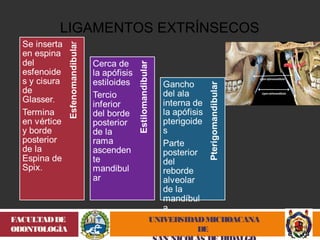 LIGAMENTOS EXTRÍNSECOS 
UNIVERSIDAD MICHOACANA 
DE 
SAN NICOLÁS DE HIDALGO 
FACULTAD DE 
ODONTOLOGÍA 
 