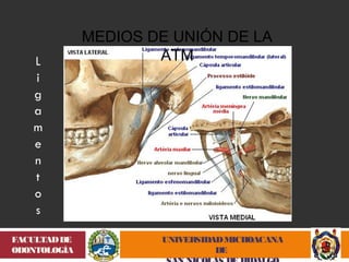 UNIVERSIDAD MICHOACANA 
DE 
SAN NICOLÁS DE HIDALGO 
FACULTAD DE 
ODONTOLOGÍA 
MEDIOS DE UNIÓN DE LA 
ATM 
 
