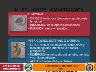 MÚSCULOS DE LA MASTICACIÓN 
UNIVERSIDAD MICHOACANA 
DE 
SAN NICOLÁS DE HIDALGO 
FACULTAD DE 
ODONTOLOGÍA 
 