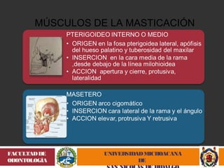 MÚSCULOS DE LA MASTICACIÓN 
UNIVERSIDAD MICHOACANA 
DE 
SAN NICOLÁS DE HIDALGO 
FACULTAD DE 
ODONTOLOGÍA 
 