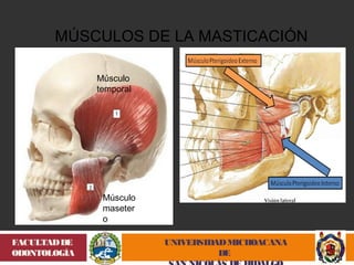 MÚSCULOS DE LA MASTICACIÓN 
UNIVERSIDAD MICHOACANA 
DE 
SAN NICOLÁS DE HIDALGO 
FACULTAD DE 
ODONTOLOGÍA 
Músculo 
temporal 
Músculo 
maseter 
o 
 