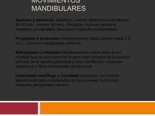 MOVIMIENTOS 
MANDIBULARES 
Ascenso y descenso (apertura y cierre): Apertura bucal máxima: 
45-50 mm, mínima: 40 mm). Elevación: musculo temporal, 
masetero, pterigoideos. Descenso: músculos suprahiodeos 
Propulsión y protrusión (desplazamiento hacia delante hasta 1.5 
cm.) : músculos pterigoideos externos. 
Retropulsión y retrusión (desplazamiento hacia atrás de los 
cóndilos que se posicionan en la parte mas posterior de la posición 
articular de la cavidad glenoidea o fosa mandibular). músculos 
digástricos y fibras horizontales del temporal 
Lateralidad centrifuga y centrípeta (diducción, movimiento 
lateral combinado característico de los animales herbívoros) 
músculos pterigoideos internos. 
 