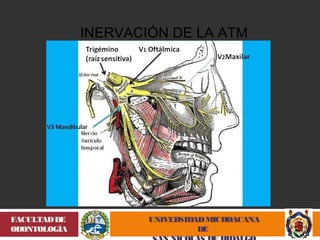 UNIVERSIDAD MICHOACANA 
DE 
SAN NICOLÁS DE HIDALGO 
FACULTAD DE 
ODONTOLOGÍA 
INERVACIÓN DE LA ATM 
 