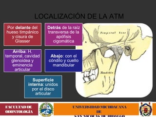 UNIVERSIDAD MICHOACANA 
DE 
SAN NICOLÁS DE HIDALGO 
FACULTAD DE 
ODONTOLOGÍA 
LOCALIZACIÓN DE LA ATM 
 