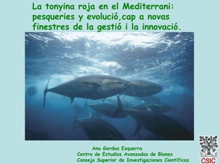 La tonyina roja en el Mediterrani:  pesqueries y evolució,cap a novas  finestres de la gestió i la innovació. Ana Gordoa Ezquerra     Centro de Estudios Avanzados de Blanes     Consejo Superior de Investigaciones Científicas 