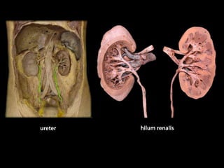 ureters hilum renalis
 