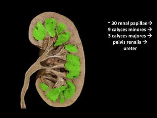 ~ 30 renal papillae
9 calyces minores 
3 calyces majores 
pelvis renalis 
ureter
 