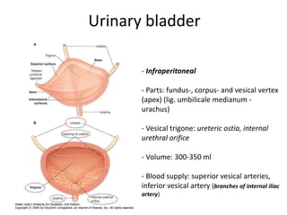 Urinary bladder
- Infraperitoneal
- Parts: fundus-, corpus- and vesical vertex
(apex) (lig. umbilicale medianum -
urachus)
- Vesical trigone: ureteric ostia, internal
urethral orifice
- Volume: 300-350 ml
- Blood supply: superior vesical arteries,
inferior vesical artery (branches of internal iliac
artery)
 