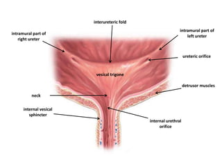 intramural part of
right ureter
intramural part of
left ureter
vesical trigone
detrusor muscles
internal vesical
sphincter
interureteric fold
internal urethral
orifice
neck
ureteric orifice
 