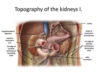 Topography of the kidneys I.
cut edge of
parietal
peritoneum
descending
colon
cut edge of
parietal
peritoneum
ascending
colon
origin of
mesocolon
transversum
radix
mesenterii
hepatoduodenal
ligament
cardia
superior
mesenteric
a./v.
 