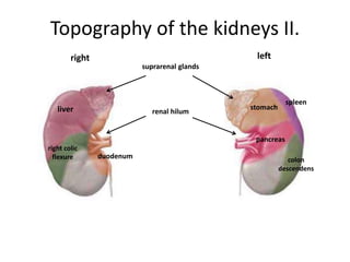 Topography of the kidneys II.
right left
suprarenal glands
liver
right colic
flexure duodenum
renal hilum
colon
descendens
pancreas
stomach
spleen
 