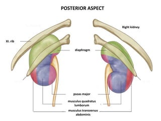 musculus transversus
abdominis
musculus quadratus
lumborum
psoas major
diaphragm
Right kidney
XI. rib
POSTERIOR ASPECT
 