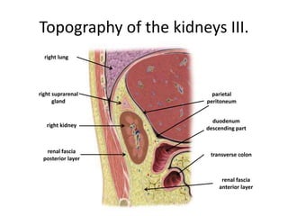 Topography of the kidneys III.
right lung
right suprarenal
gland
right kidney
duodenum
descending part
transverse colon
parietal
peritoneum
renal fascia
posterior layer
renal fascia
anterior layer
 