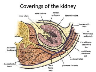 Coverings of the kidney
renal hilum
sinus
renalis
parietal
peritonem renal fascia ant.
renal capsule
transversalis
fascia
m.
transversus
abdominis
m. obliquus
abdominis
int.
m. obliquus
abdominis
ext.
renal
fascia
post.
pararenal fat body
perinephric fat
psoas
major
quadratus
lumborum
thoracolumbal
Fascia
erector spinae
 
