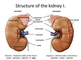 Structure of the kidney I.
suprarenal gland
ANTERIOR POSTERIOR
Suprarenal
arteries
sup./med./inf
renal artery
renal vein
renal pelvis
ureter
hilum
renalis
hilum
renalis
Inferior polus
superior polus fibrous capsule
Anterior – Posterior order in the hilum:
VENA – ARTERIA – URETER  VAU
Superior – Inferior order in the hilum:
ARTERIA – VENA – URETER
 