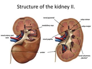 Structure of the kidney II.
cortex renal pyramid
medulla
medullary rays
renal columnes
„Bertini”
renal papilla
calyx minor
calyx major
renal artery and
vein
ureter
 