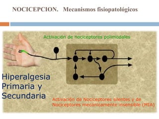 NOCICEPCION. Mecanismos fisiopatológicos
Hiperalgesia
Primaria y
Secundaria
Activación de nociceptores polimodales
Activación de Nociceptores silentes y de
Nociceptores mecánicamente insensible (MIA)
 
