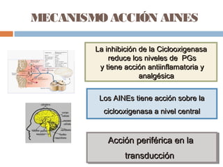 La inhibición de la CiclooxigenasaLa inhibición de la Ciclooxigenasa
reduce los niveles de PGsreduce los niveles de PGs
y tiene acción antiinflamatoria yy tiene acción antiinflamatoria y
analgésicaanalgésica
MECANISMO ACCIÓN AINES
Los AINEs tiene acción sobre laLos AINEs tiene acción sobre la
ciclooxigenasa a nivel centralciclooxigenasa a nivel central
Acción periférica en laAcción periférica en la
transduccióntransducción
Acción periférica en laAcción periférica en la
transduccióntransducción
 