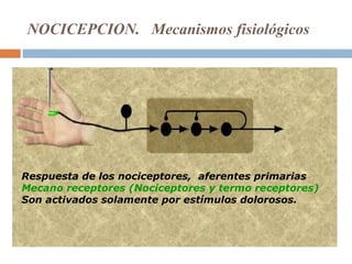 NOCICEPCION. Mecanismos fisiológicos
Respuesta de los nociceptores, aferentes primarias
Mecano receptores (Nociceptores y termo receptores)
Son activados solamente por estímulos dolorosos.
 