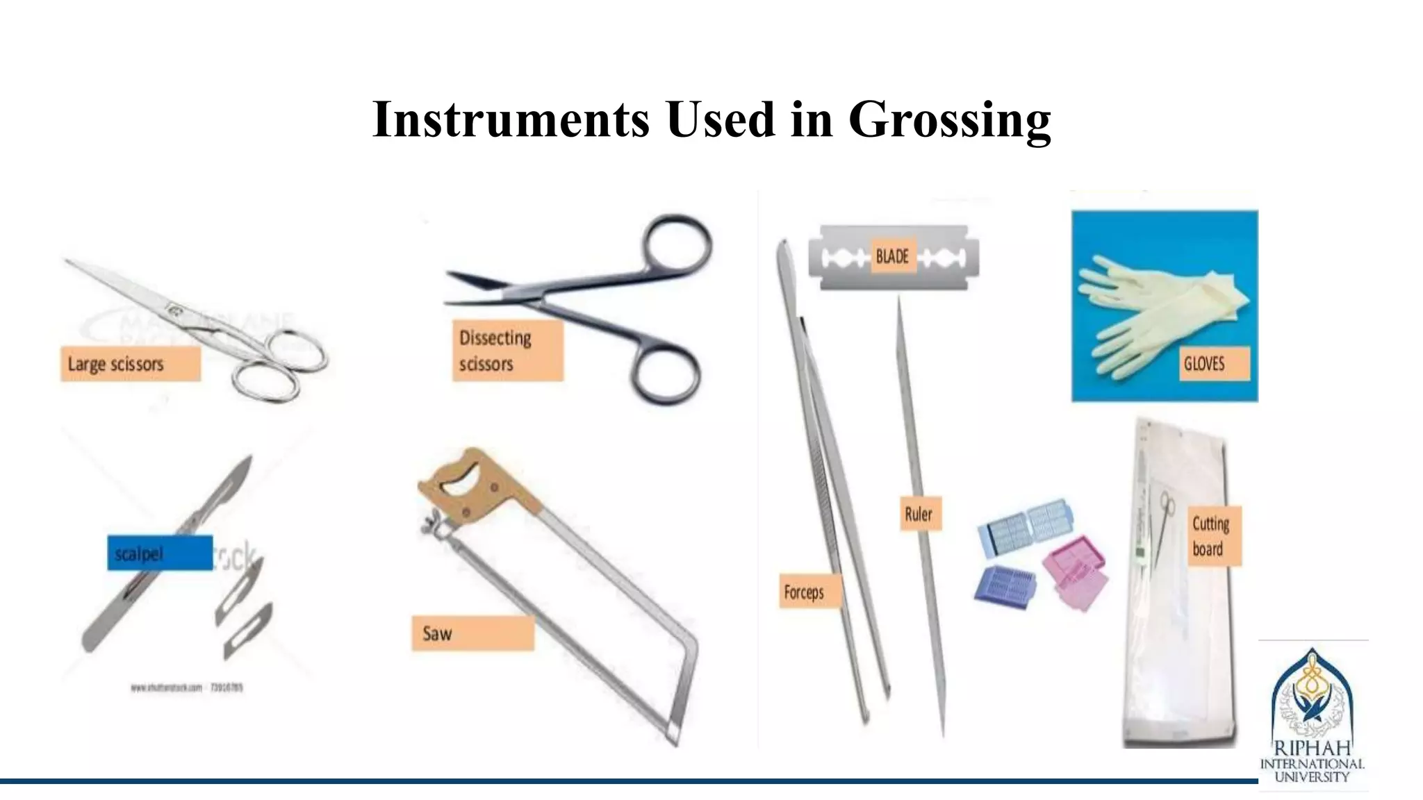 Gross Examination, Selection, Collection and Fixation of Specimen | PPTX