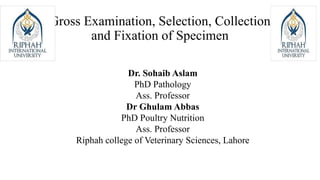 Gross Examination, Selection, Collection
and Fixation of Specimen
Dr. Sohaib Aslam
PhD Pathology
Ass. Professor
Dr Ghulam Abbas
PhD Poultry Nutrition
Ass. Professor
Riphah college of Veterinary Sciences, Lahore
 