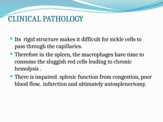 CLINICAL PATHOLOGY
 Its rigid structure makes it difficult for sickle cells to
pass through the capillaries.
 Therefore in the spleen, the macrophages have time to
consume the sluggish red cells leading to chronic
hemolysis .
 There is impaired splenic function from congestion, poor
blood flow, infarction and ultimately autosplenectomy.
 