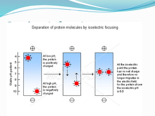Iso electric focusing
 
