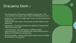 Dracaena Stem :-
• The young stem of Dracaena is typical monocot stem . The
cross-section of Dracaena stem shows the following structure .
• Epidermis - Outer most single layer consist of parenchymatous
cells remains
covered with thick cuticle. The lenticels are also visible on the
epidermis.
• Hypodermis - Situated just below the epidermis composed of
sclerenchymatous cells
• . Ground Tissue - Ground tissues is undifferentiated
parenchymatous. It is not divisible into cortex and pith due to
absence of endodermis and pericycle.
• Vascular Bundles - Several amphivasal closed vascular bundles
lie scattered on the ground.
 