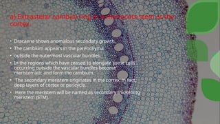 a) Extrastelar cambial ring in a monocots stem at the
cortex.
• Dracaena shows anomalous secondary growth.
• The cambium appears in the parenchyma
• outside the outermost vascular bundles.
• In the regions which have ceased to elongate some cells
occurring outside the vascular bundles become
meristematic and form the cambium.
• The secondary meristem originates in the cortex, in fact,
deep layers of cortex or pericycle.
• Here the meristem will be named as secondary thickening
meristem (STM).
 
