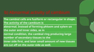 b) Abnormal activity of cambium
The cambial cells are fusiform or rectangular in shape.
The activity of the cambium is
abnormal. Instead of forming phloem and xylem on
the outer and inner sides, as in
normal condition, the cambial ring producing large
number of secondary tissues to the
inner side first, and later small amount of new tissues
are cut off on the outer side as well.
 