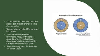 • In this mass of cells, the centrally
placed cell metamorphoses into
phloem cells.
• The peripheral cells differentiated
into xylem.
• Thus, the newly formed
secondary vascular bundles
consists of a centrally placed
phloem which is surrounded by
the xylem ( amphivasal type).
• The secondary vascular bundles
are amphivasal.
 