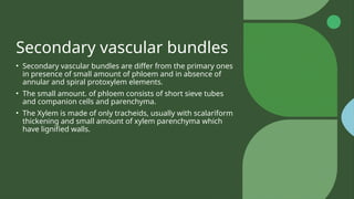 Secondary vascular bundles
• Secondary vascular bundles are differ from the primary ones
in presence of small amount of phloem and in absence of
annular and spiral protoxylem elements.
• The small amount. of phloem consists of short sieve tubes
and companion cells and parenchyma.
• The Xylem is made of only tracheids, usually with scalariform
thickening and small amount of xylem parenchyma which
have lignified walls.
 