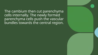 The cambium then cut parenchyma
cells internally. The newly formed
parenchyma cells push the vascular
bundles towards the central region.
 