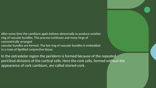 After some time the cambium again behave abnormally to produce another
ring of vascular bundles. This process continues and many rings of
concentrically arranged
vascular bundles are formed. The last ring of vascular bundles is embedded
in a mass of lignified conjunctive tissue.
In the extrastelar region the periderm is formed because of the repeated
periclinal divisions of the cortical cells. Here the cork cells, formed without the
appearance of cork cambium, are called storied-cork.
 