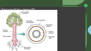 Secondary growth
Lateral meristems
 