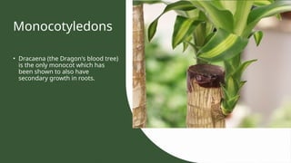 Monocotyledons
• Dracaena (the Dragon's blood tree)
is the only monocot which has
been shown to also have
secondary growth in roots.
 